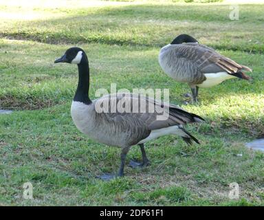 Inglewood California USA 18th December 2020 A general view of atmosphere of Canadian Geese at Inglewood