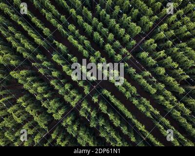 Hops being grown on a field - necessary ingredient for beer brewing Stock Photo