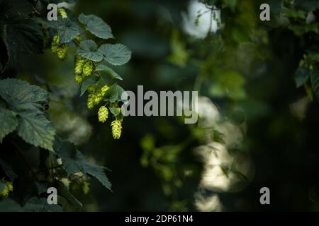 Hops being grown on a field - necessary ingredient for beer brewing Stock Photo