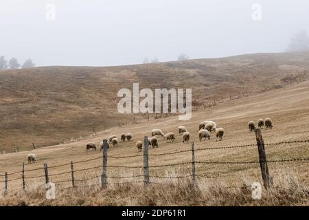 Herd of sheep on the misty field in the mountains Stock Photo