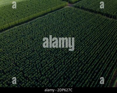 Hops being grown on a field - necessary ingredient for beer brewing Stock Photo