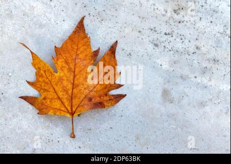 Close up of orange autumn maple leaf lying over white marble floor. Flat lay. Fall creative background. Stock Photo
