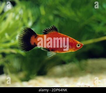 Wagtail Platy Fish, xiphophorus maculatus Stock Photo