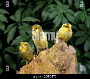 Yorkshire Canary, serinus canaria Stock Photo