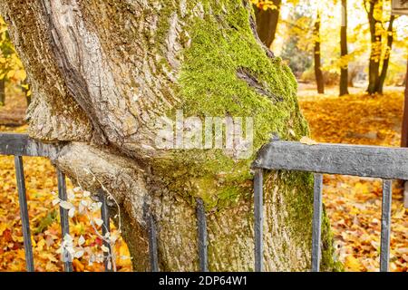 black metal fence embedded in a tree. closeup. sunnu autumn day Stock Photo