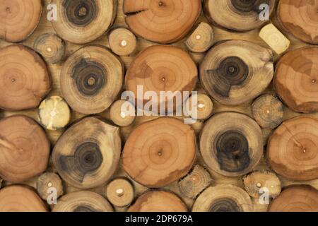 Wood panel made from cuts from a tree trunk. Top view Stock Photo