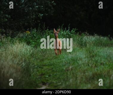 A selective focus closeup of a grazing roe deer in a meadow Stock Photo ...