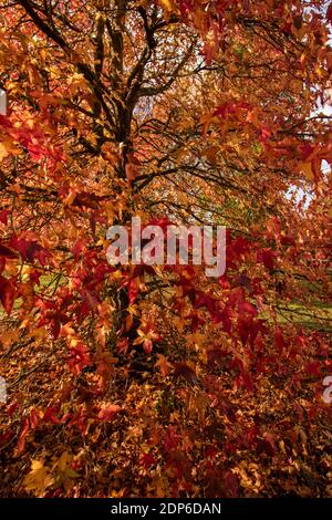 Liquidambar Styraciflua Corky in full autumn livery of bright red leaves Stock Photo