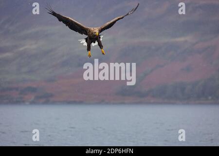 White Tailed Sea Eagles Inner Hebrides, Scotland Stock Photo