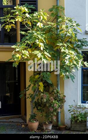 Fig in front of a house Stock Photo