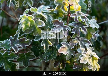 Acer campestre Stock Photo