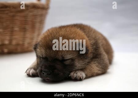 Close Up Of A Newborn Puppy Japanese Shiba Inu Dog Beautiful Shiba Inu Puppy Color Brown Stock Photo Alamy