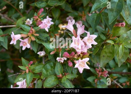 Abelia x grandiflora with pink and orange flowers Stock Photo