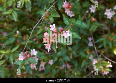 Abelia x grandiflora with pink and orange flowers Stock Photo