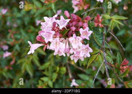 Abelia x grandiflora with pink and orange flowers Stock Photo