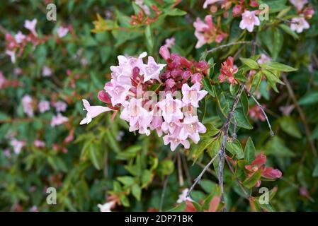 Abelia x grandiflora with pink and orange flowers Stock Photo