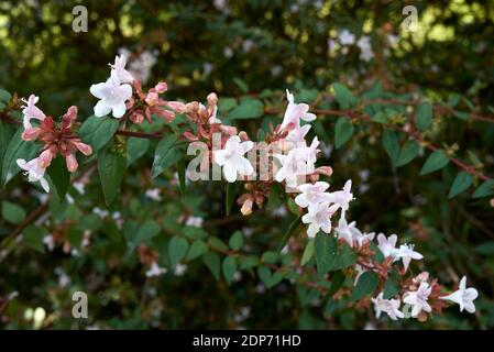 Abelia grandiflora shrub in bloom Stock Photo