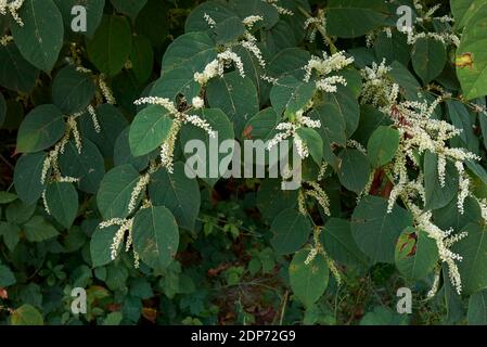 Reynoutria japonica plants in bloom Stock Photo