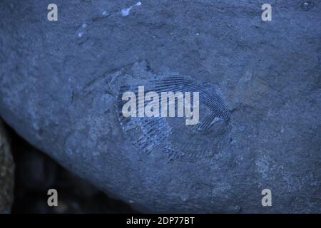 A closeup shot of an old ammonite fossil print on a rock Stock Photo