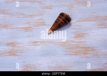 A telescopium shell on a wooden surface Stock Photo