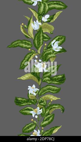 Seamless pattern with vertical line of citrus branch with blooming flowers and tiny fruits. Bright colors in vector illustratiion Stock Vector