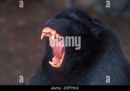 Black Macaque show teeth in a threat Stock Photo