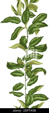 Vertical seamless pattern  line of citrus branch plant with leaves in bright green colors. The illustration made in vector graphic. Stock Vector