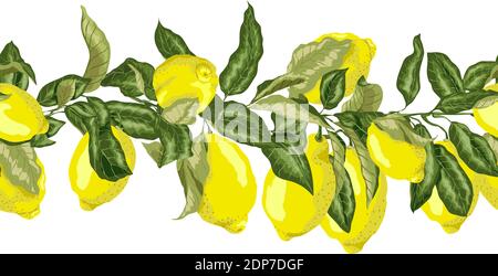Seamless pattern horizontal line in vector graphic with  branches with fruits and leaves.There are green and yellow fruits of lemon tree Stock Vector