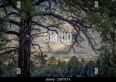 Landscape looking through the branches of a pine tree, pinus ponderosa, down onto of a forest of pine and cedar trees, cloudy skies. Stock Photo
