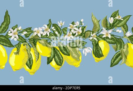 Seamless pattern horizontal line in vector graphic with blooming flowers and branches with fruits and leaves. There are yellow and green fruits of lem Stock Vector