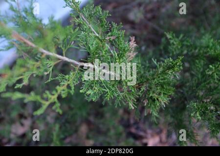 A closeup shot of pine tree leaves in the forest Stock Photo