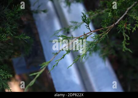 A closeup shot of pine tree leaves in the forest Stock Photo
