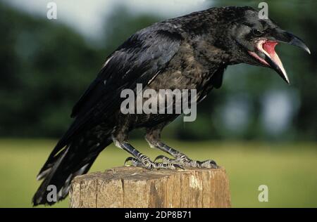 Common Raven, corvus corax, Adult calling, Alaska Stock Photo