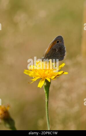 Pilosella caespitosa, known as meadow hawkweed or yellow hawkweed, king devil or yellow paintbrush with a butterfly sitting on top, Germany Stock Photo