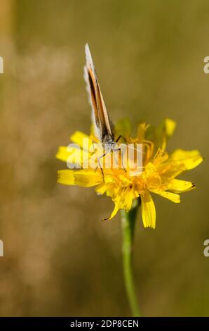 Pilosella caespitosa, known as meadow hawkweed or yellow hawkweed, king devil or yellow paintbrush with a butterfly sitting on top, Germany Stock Photo