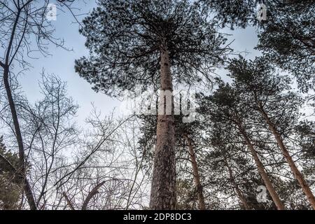 The tops of tall trees against the sky. The photo was taken in the Chelyabinsk city forest. Stock Photo