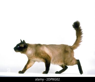 Balinese Domestic Cat walking against White Background Stock Photo