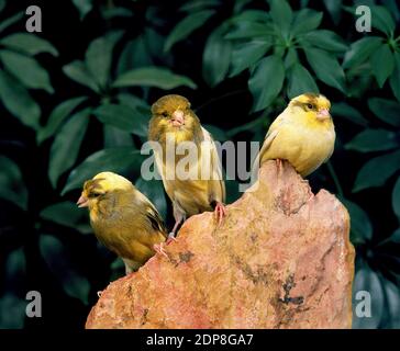 Yorkshire Canaries, serinus canaria Stock Photo