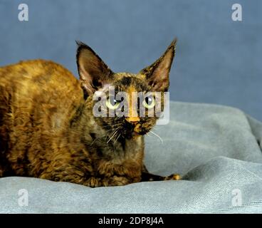 Devon Rex Domestic Cat laying Stock Photo