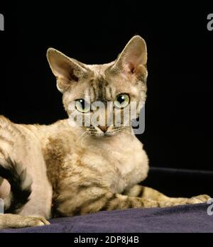 Devon Rex Domestic Cat laying Stock Photo