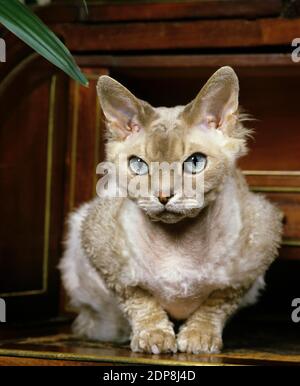 Devon Rex Domestic Cat laying Stock Photo