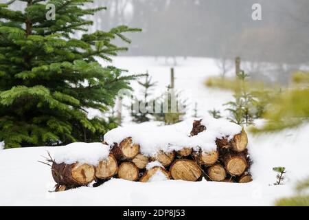 Neatly piled stack of chopped dry trunks wood covered with snow outdoors on bright cold winter day, abstract background. Chunks of stacked firewood. Stock Photo