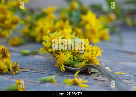 Goldruten-Blüten auf einem Löffel zum Teekochen, Goldruten-Tee, Goldrutentee, Tee aus Goldruten-Blüten, Heiltee, Kräutertee, Blütentee, Gewöhnliche Go Stock Photo