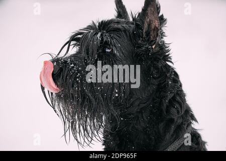 Portrait Of Young Black Giant Schnauzer Or Riesenschnauzer Dog At White Winter Snow Background Stock Photo