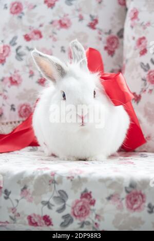 Beautiful white rabbit is sitting on the couch. Pet animals. Stock Photo