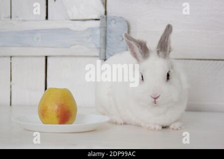 Beautiful white rabbit is sitting near a plate with a fresh apple. Pet animals. Stock Photo
