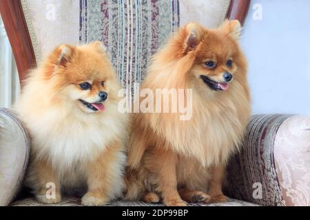 Two pomeranian spitz puppies are sitting in the chair. Pet animals. Stock Photo