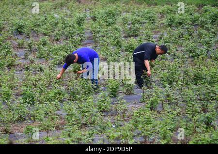 (201219) -- LUZHAI, Dec. 19, 2020 (Xinhua) -- Villagers work at a traditional Chinese medicine planting base in Dacun Village of Luzhai Town in Luzhai County, south China's Guangxi Zhuang Autonomous Region, March 9, 2020.  In recent years, Luzhai County has strengthened the development of traditional industries, including crop farming, forestry and animal husbandry, in its poverty alleviation.    It has found ways to help its every township build at least two modern agricultural demonstration zones, in a bid to consolidate poverty-relief achievements and help revitalize the countryside.   Acco Stock Photo