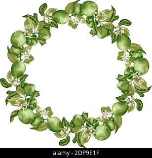 Vector illustration template wreath with lime citrus fruit tree branch with flowers and leaves in bright colors Stock Vector