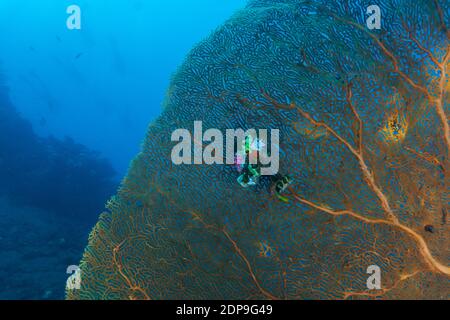 A Large Sea Fan (Gorgonian) photographed in underwater world of Bali (Indonesia) Stock Photo